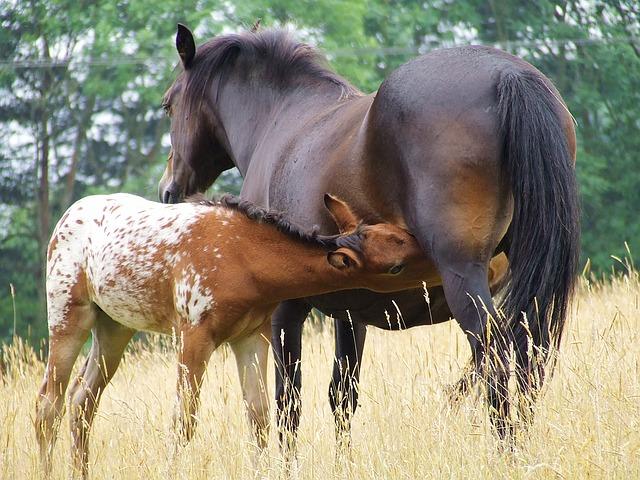 mare with newborn